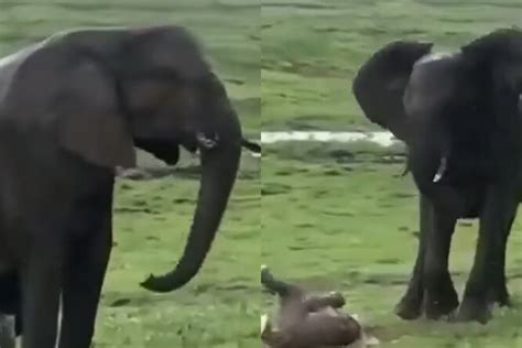 Роды слонихи