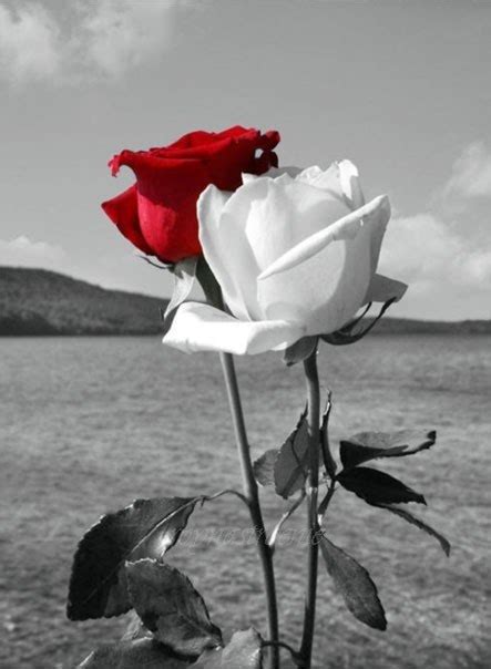 Роза белая роза алая