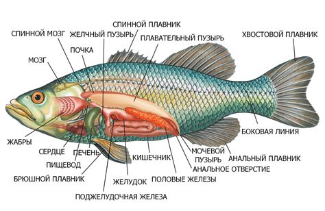 Рыбы биология