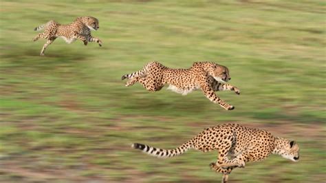 С какой скоростью бежит гепард