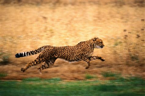 С какой скоростью бежит гепард
