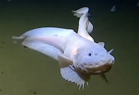Самая глубоководная рыба
