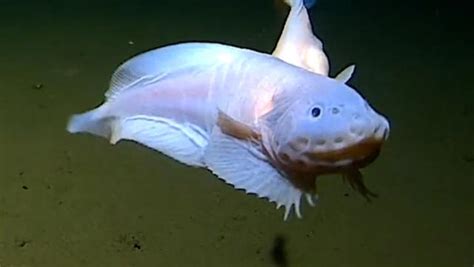 Самая глубоководная рыба