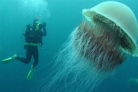 Самая ядовитая медуза