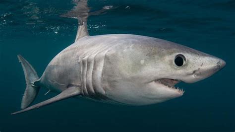 Сельдевые акулы род