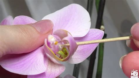 Семена орхидеи купить