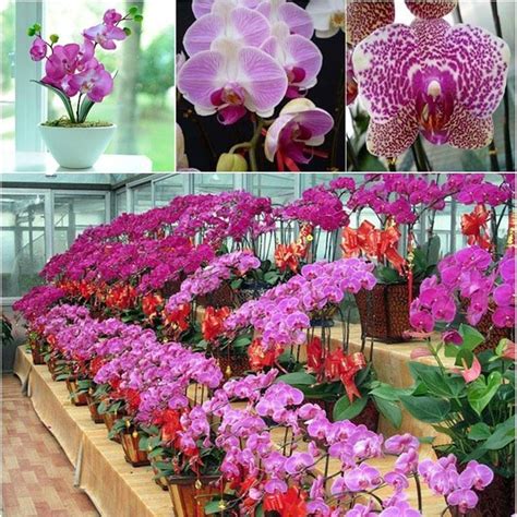 Семена орхидеи купить