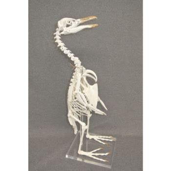 Скелет пингвина