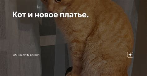 Скизи мазанкин кот новое