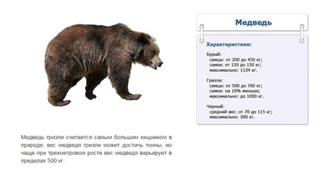 Сколько весит взрослый медведь