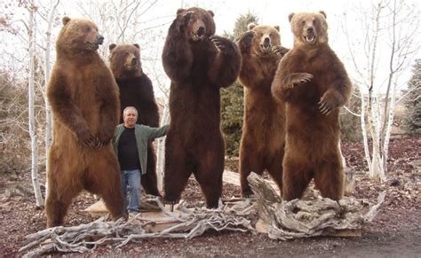 Сколько весит взрослый медведь