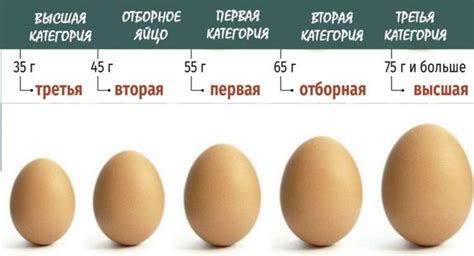 Сколько граммов белка в яйце