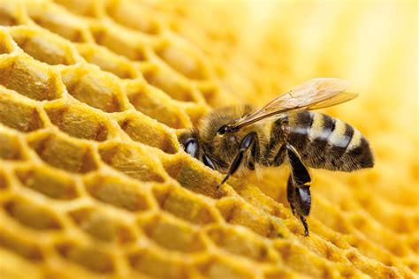 Сколько живет рабочая пчела