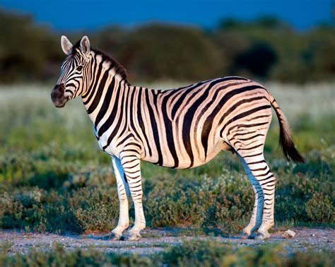Сколько живут зебры