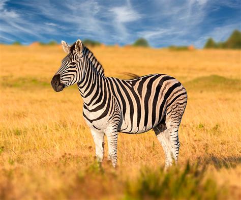 Сколько живут зебры