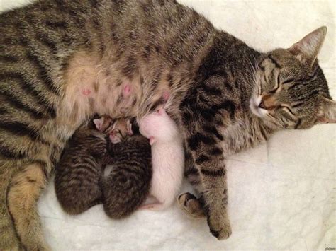 Сколько котят может родить кошка в первый раз