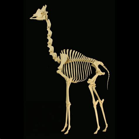 Сколько шейных позвонков у жирафа