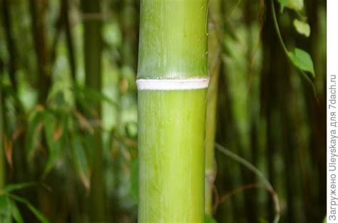 Скорость роста бамбука