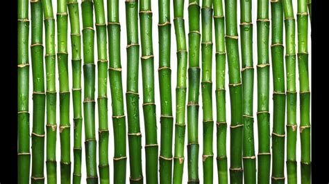 Скорость роста бамбука