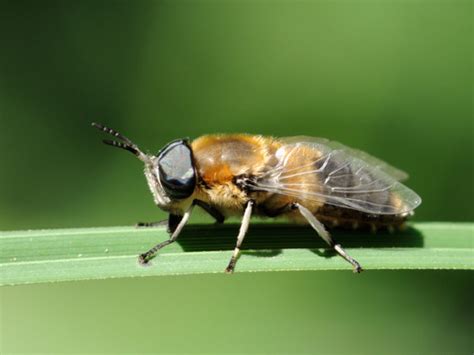 Слепень фото насекомое