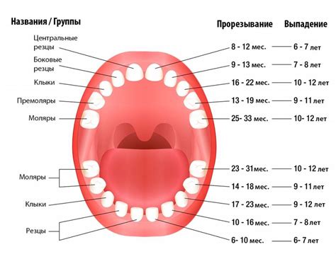 Смена зубов у детей схема по возрасту