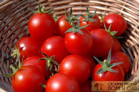 Сорта томатов по алфавиту с фото и описанием