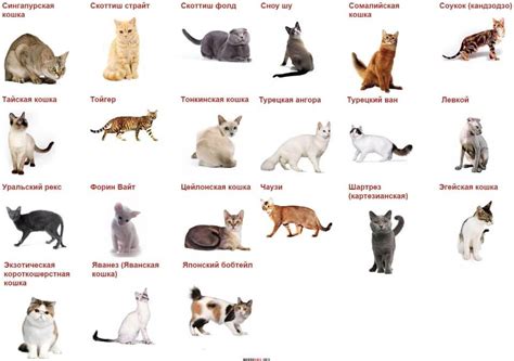 Список пород кошек