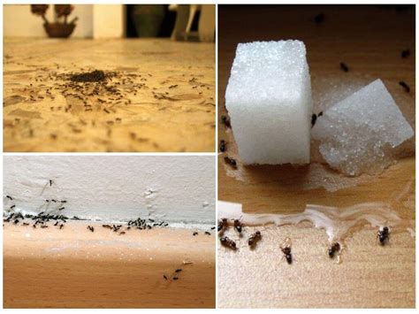 Средство от муравьев в доме своими руками