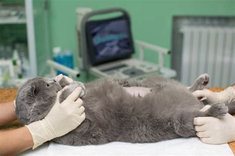 Стерилизация беременной кошки