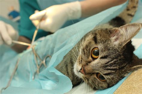 Стерилизация беременной кошки