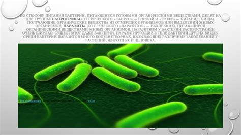 Существуют бактерии паразитирующие в теле бактерий других видов
