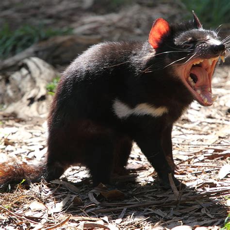 Тасманский дьявол животное