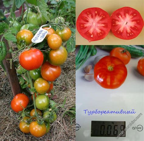 Турбореактивный томат