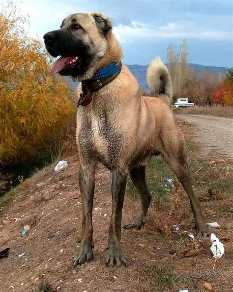 Турецкий кангал собака фото