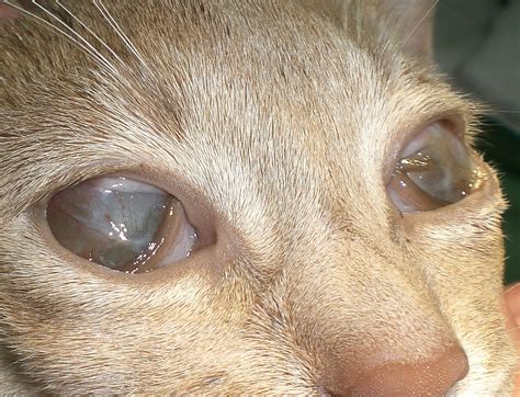 У кошки гноится глаз что делать