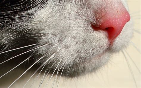 У кошки горячий нос