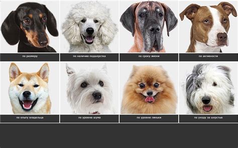 Узнать породу собаки по фото онлайн бесплатно