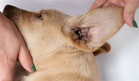 Ушной клещ у собак симптомы