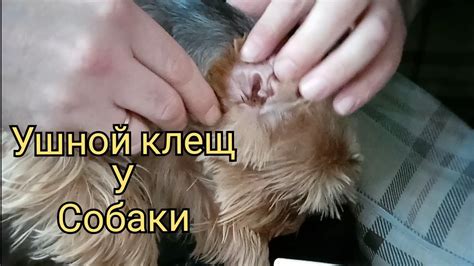 Ушной клещ у собаки лечение