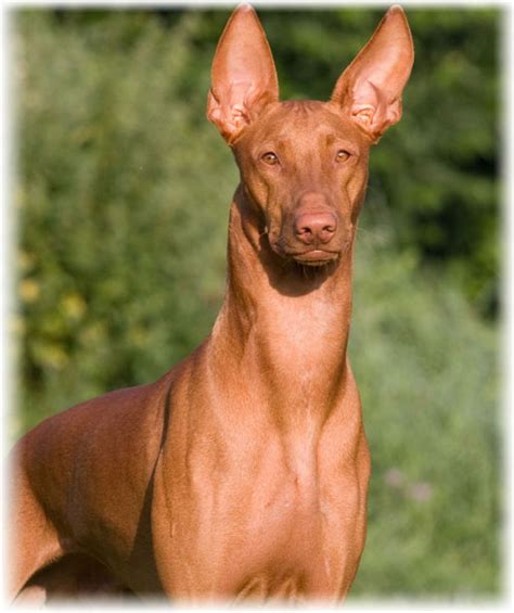 Фараонова собака фото