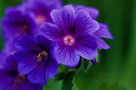 Фиолетовое растение