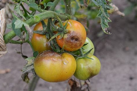Фитофтора на помидорах методы борьбы в открытом грунте народными средствами