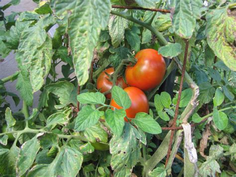 Фитофтора на помидорах методы борьбы в открытом грунте народными средствами
