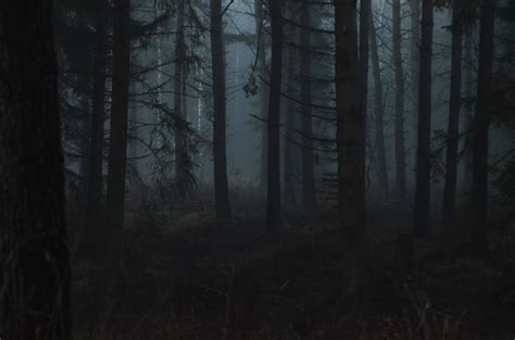 Фото леса ночью
