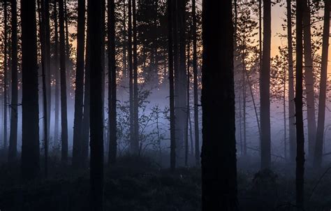 Фото леса ночью