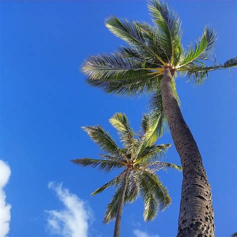 Фото пальмы