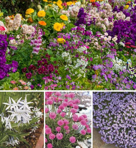 Цветы садовые многолетние фото и названия