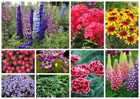 Цветы садовые многолетние фото и названия