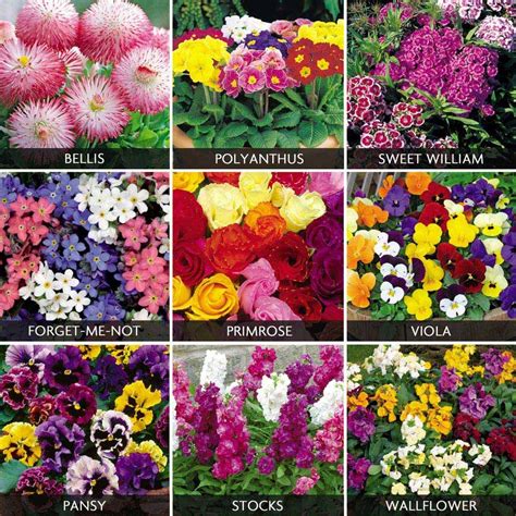Цветы садовые однолетние фото и названия
