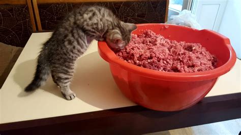 Чем кормить кошек